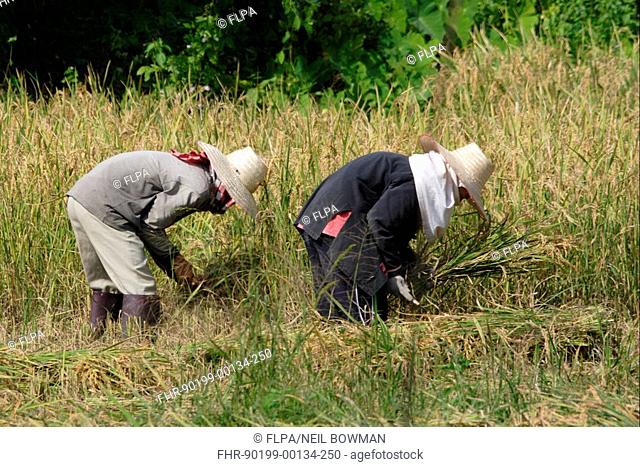 Rice Oryza sativa crop, people harvesting by hand, Northern Thailand, november