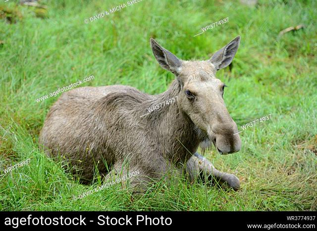 Elk lying in grass in Bavarian Forest, Germany