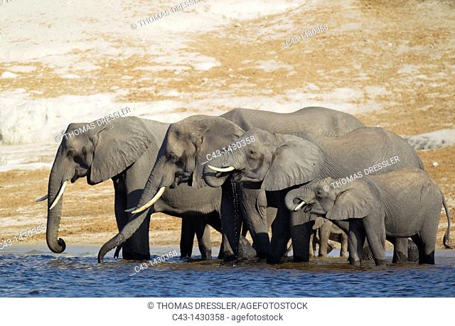 African Elephant Loxodonta africana - Breeding herd drinking at the bank of the Chobe River  Photographed from a boat  Chobe National Park, Botswana