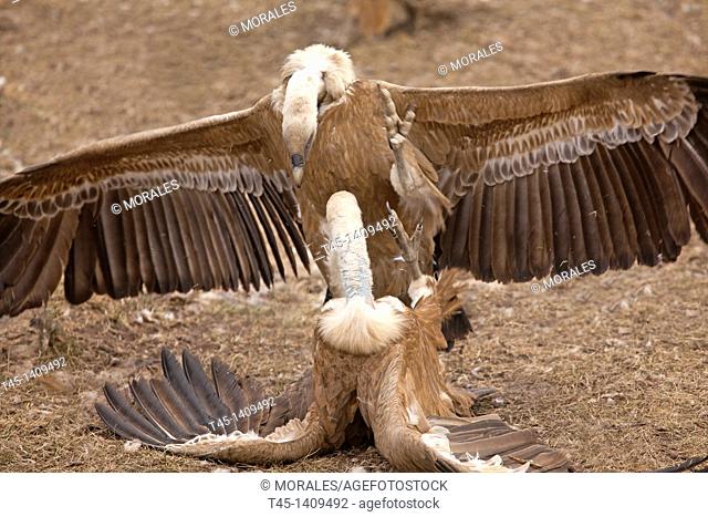 Spain , province of Lleida , Eurasian Griffon Vulture  Gyps fulvus