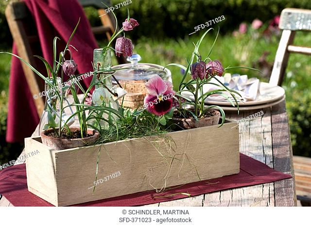 Pansies and fritillary plants in a wooden box