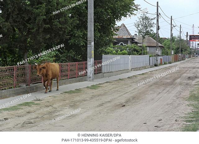 A cow walks across a street in Sfantu Gheorghe in the Danube delta, Romania, 16 August 2017...Â· NO WIRE SERVICE Â· Photo: Henning Kaiser/dpa
