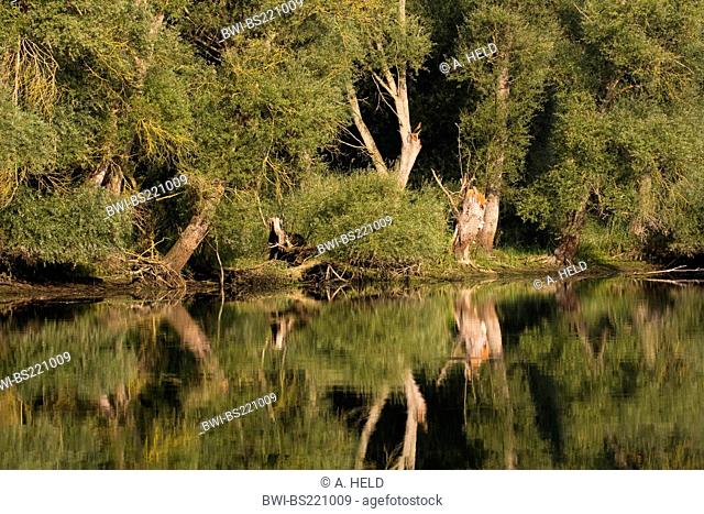 white willow (Salix alba), on shore of the Rhine with mirror image, Germany, Rhineland-Palatinate, Altrhein, Germersheim