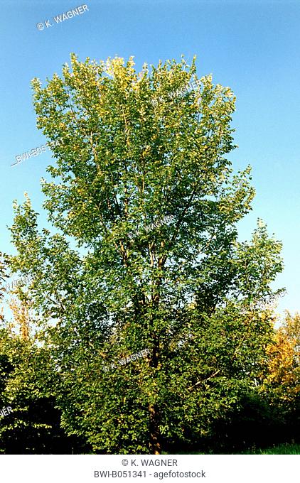 smooth-leaf elm (Ulmus minor, Ulmus campestris, Ulmus carpinifolia), single tree, Germany