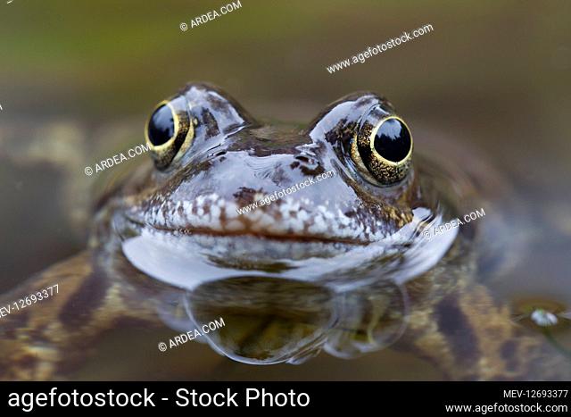 Marsh Frog, Common Frog - adult frog in water - Sweden