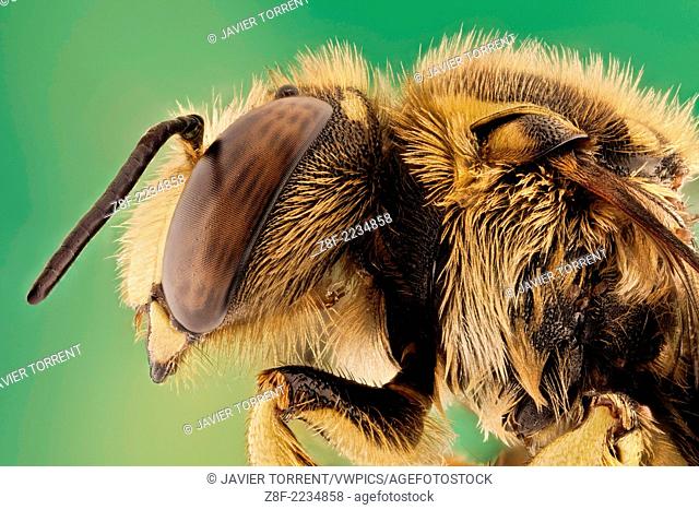 Anthidium manicatum or European wool carder bee, they are leaf-cutters and use leaves and petals from various ornamental plants such as roses, azaleas, ash