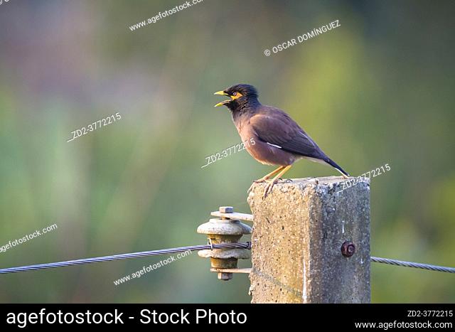 Common Myna (Acridotheres tristis) perched on a pole. Nepal