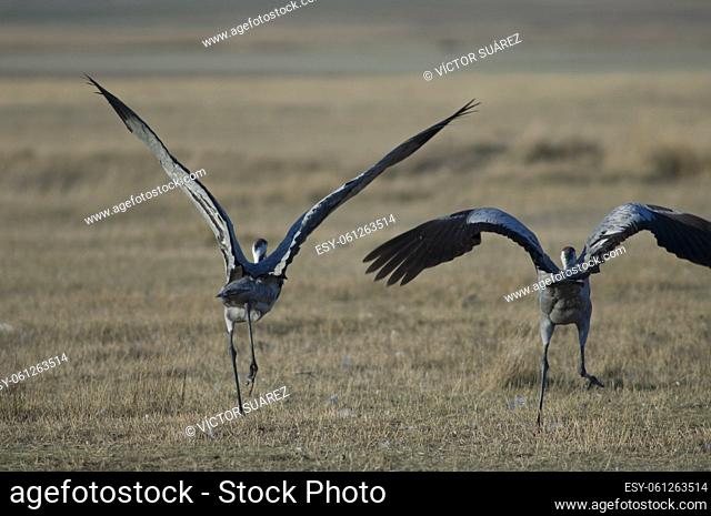 Common cranes (Grus grus) taking flight. Gallocanta Lagoon Natural Reserve. Aragon. Spain