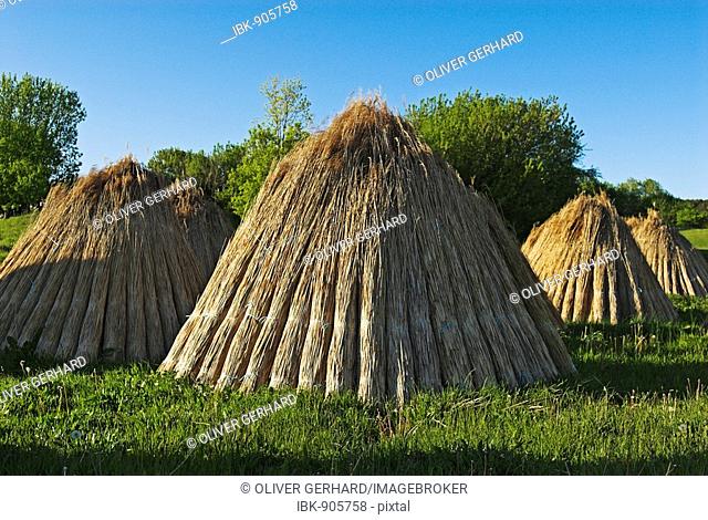 Freshly cut reeds to use as roof covering, Ruegen Island, Mecklenburg-Western Pomerania, Germany, Europe