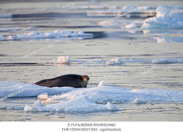 Bearded Seal Erignathus barbatus adult, resting on ice floe, Spitsbergen, Svalbard, august