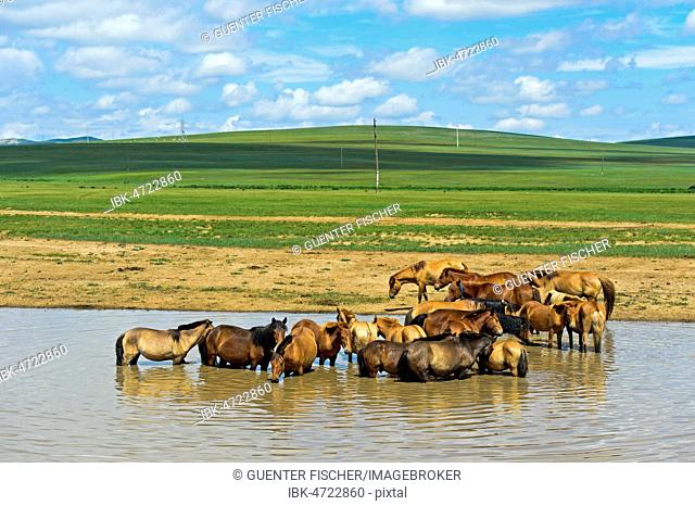 A herd of horses (Equus) seeks cooling in a pond, Ulaanshiveet, Bulgan province, Mongolia