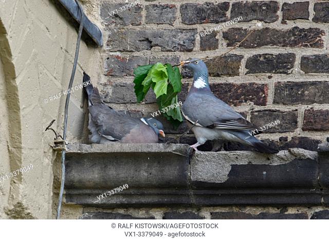Wood Pigeons / Ringeltauben ( Columba palumbus ) nesting on a narrow wall ledge, in urban surrounding, one brings nesting material