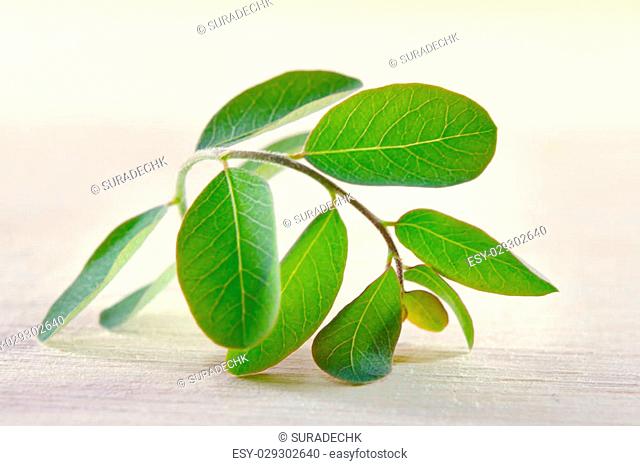 Moringa (Other names are Moringa oleifera Lam., MORINGACEAE, Futaba kom hammer, vegetable hum hum bug, bug Hoo) leaf on wooden board background
