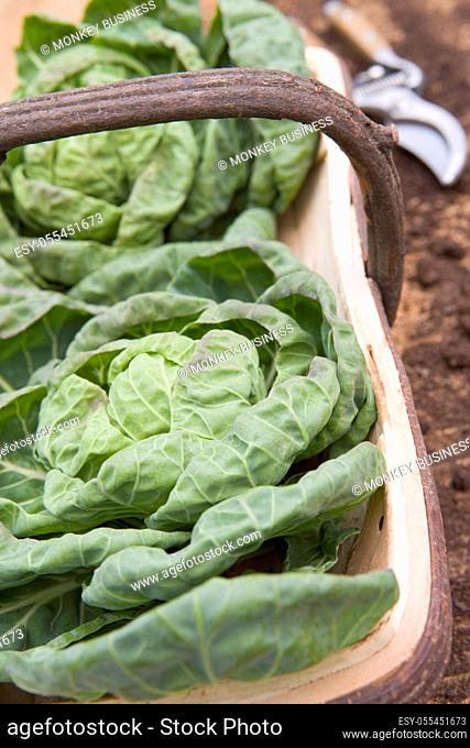 lettuce, harvest