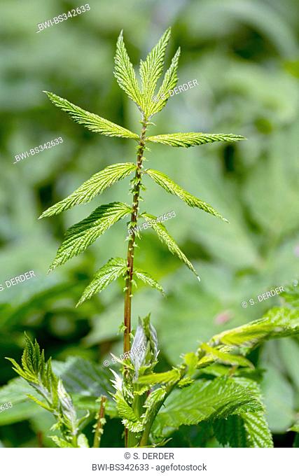 meadowsweet, queen-of-the-meadow (Filipendula ulmaria), young leaf, Germany, Bavaria