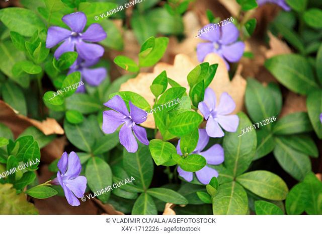 The blue flowers of Lesser periwinkle Vinca minor create a forest groundcover, Male Karpaty, Slovakia