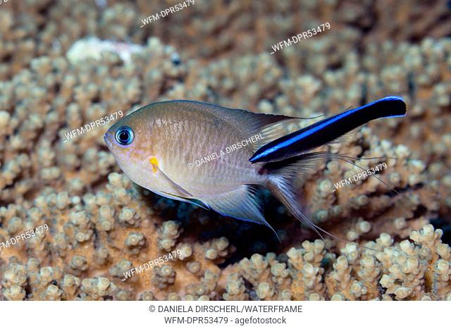 Ambon Chromis cleaned by Cleaner Wrasse, Chromis amboinensis, Labroides dimidiatus, Russell Islands, Solomon Islands