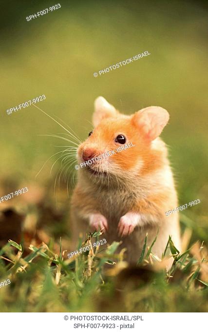 golden hamster or Syrian hamster, (Mesocricetus auratus) on the lawn