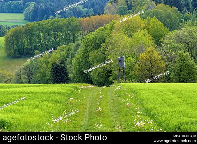 Landscape with grainfield and forest in spring, Wiesen, Spessart, Bavaria, Germany