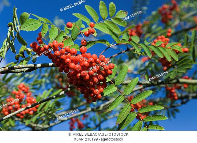 Rowan, European Rowan, Mountain ash, or European mountain ash (Sorbus aucuparia) with red fruits.Fuentes Carrionas y Fuente del Cobre Natural Park