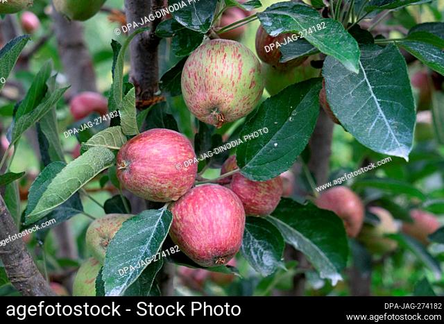 Apple fruit tree, Sitla Estate, Sheetla, Nainital, Kumaon, Uttarakhand, India, Asia