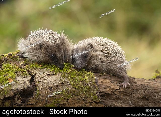 European hedgehog (Erinaceus europaeus) two juveniles on a fallen tree branch, Suffolk, England, United Kingdom, Europe