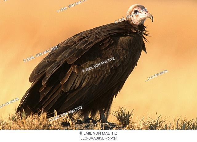 Portrait of a Hooded Vulture Necrosyrtes monachus in the Bushveld  Nkasa Rupara National Park, Eastern Caprivi, Namibia