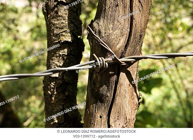 Barbed wire detail