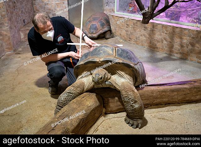 20 January 2022, Lower Saxony, Osnabrück: Stefan Bramkamp, animal keeper, determines the size of a giant tortoise in the Osnabrück Zoo with a centimeter measure...