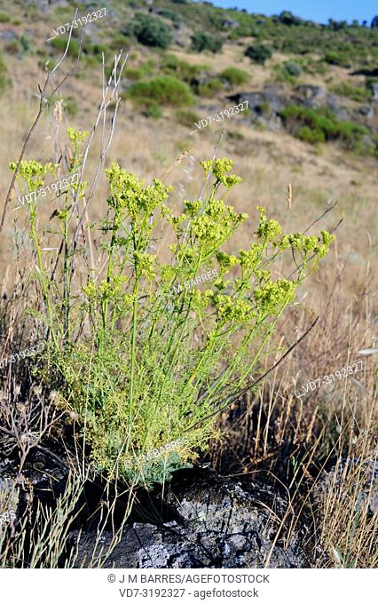 Mountain rue (Ruta montana) is a medicinal and toxic perennial shrub native to Iberian Peninsula, Greece, north Africa and western Turkey