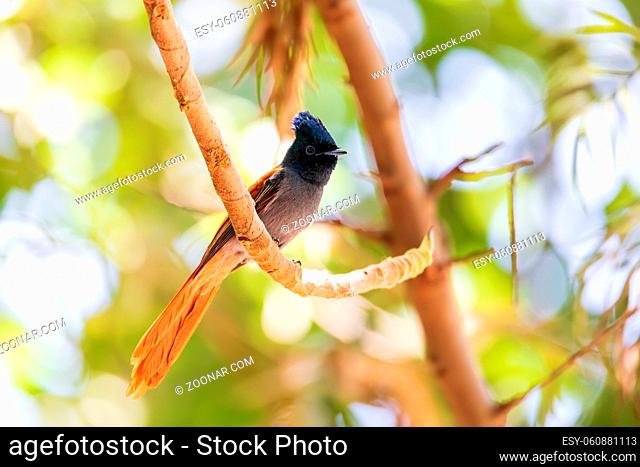 male of beautiful colored small bird African Paradise Flycatcher (Terpsiphone viridis) perched on a branch, in rainforest, Lake Ziway, Ethiopia Africa wildlife