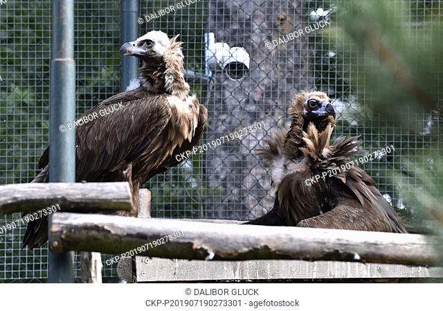 A black (cinereous) vulture pair in Zoo Zlin, Czech Republic, on Friday, July 19, 2019. Four vulture species live in Europe at present