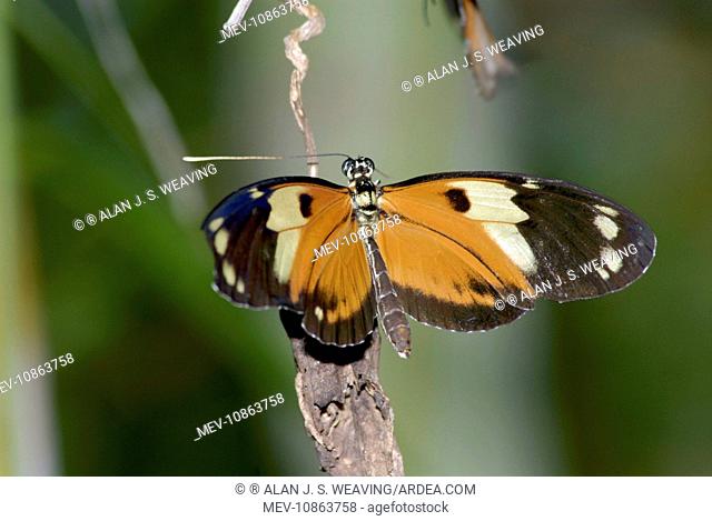 Tiger Heliconian Butterfly (Heliconius ismenius). Occurs in Colombia and Mexico