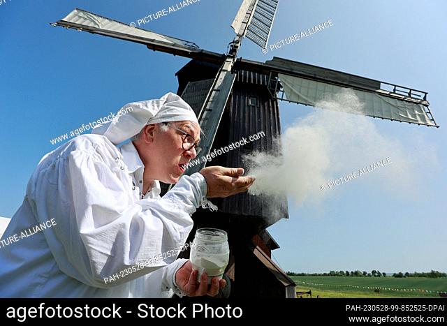 26 May 2023, Saxony-Anhalt, Danstedt: Mill association chairman Ludger Eckers blows flour into the wind in front of the Bockwindmühle in Danstedt