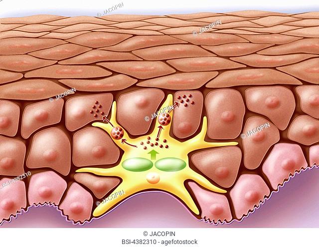 Melanocyte illustration