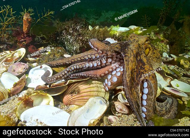 Common octopus in his den. (Octopus vulgaris). Eastern Atlantic. Galicia. Spain. Europe