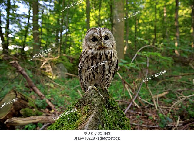 Tawny Owl, (Strix aluco), adult on branch, Pelm, Kasselburg, Eifel, Germany, Europe