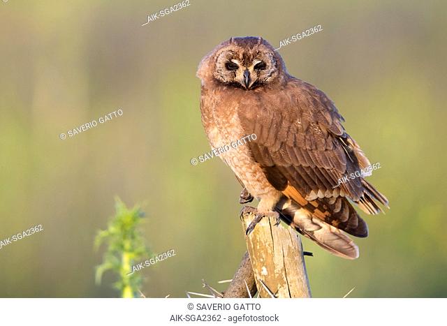 Marsh Owl (Asio capensis tingitanus), adult perched on a post in Morocco