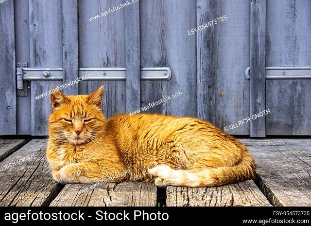 Red-haired domestic cat dozing in front of the gate of a rural building