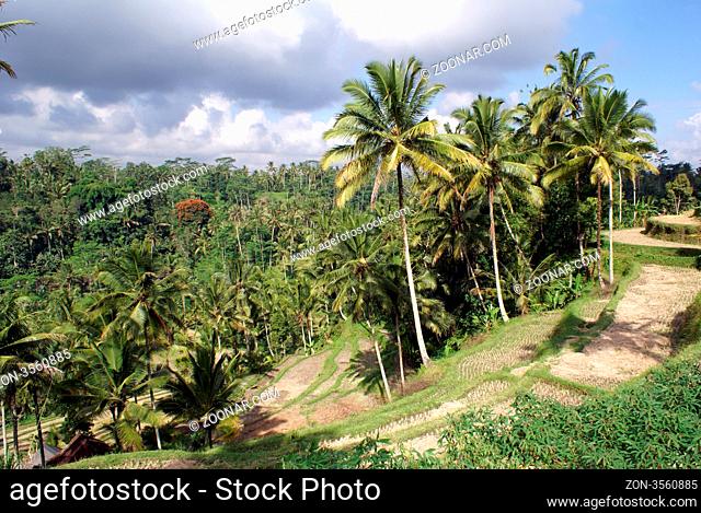 Terraced rice fields and palm trees in bali, indonesia