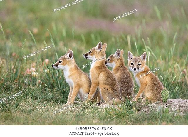Swift fox Vulpes velox, kits at den, near Pawnee National Grassland, Colorado