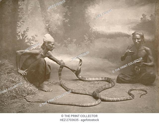 'Snake Charrmers with Hamadryads (Kuy Cobras)', 1900. Creator: Unknown