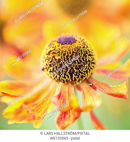 Tranquil summer nature scene, close up of flower in garden