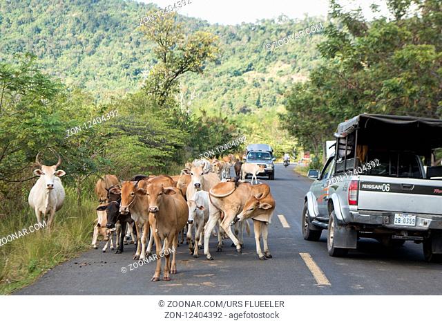 cows on a road near the town of Sra Em in the province of Preah Vihear in Northwest Cambodia. Cambodia, Sra Em, November, 2017