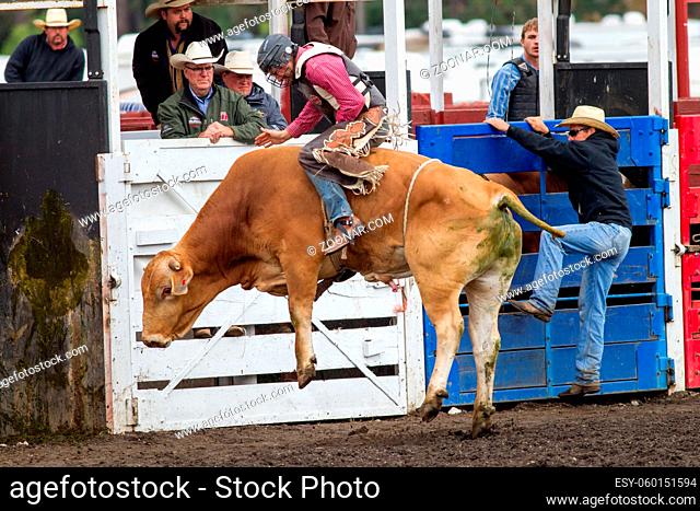 A bull rider riding it out at the North Idaho fair rodeo August 30, 2015