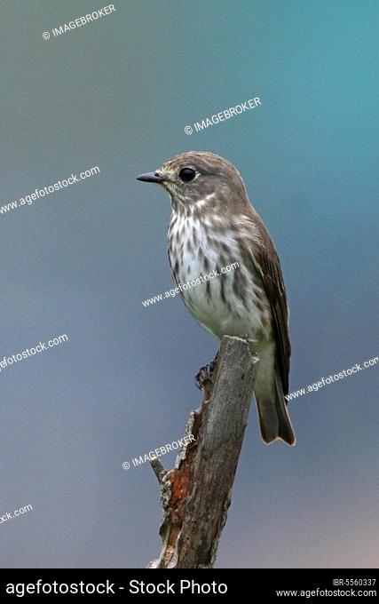 Flycatcher, songbirds, animals, birds, Grey-streaked Flycatcher (Muscicapa griseisticta) adult, perched on stump, Po Toi, Hong Kong, China, spring, Asia