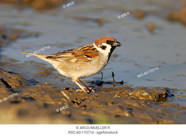 Tree Sparrow, Greece, Passer montanus, side