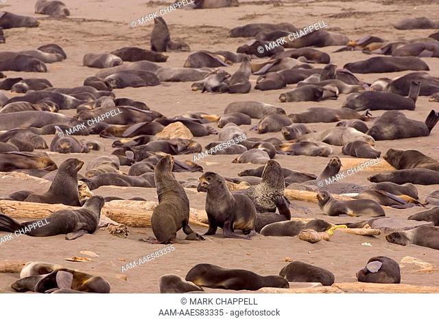 Northern Fur Seals (young males) (Callorhinus ursinus) St. Paul Island, Pribilofs, Alaska