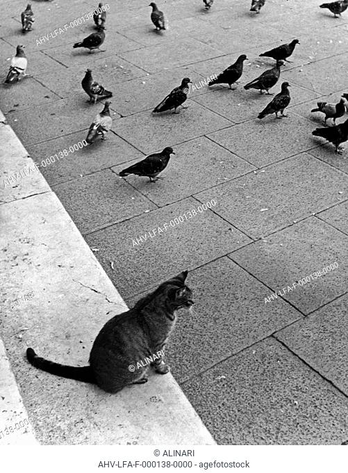 A cat with a group of pigeons, Venice, shot 1950 ca. by Leiss Ferruccio