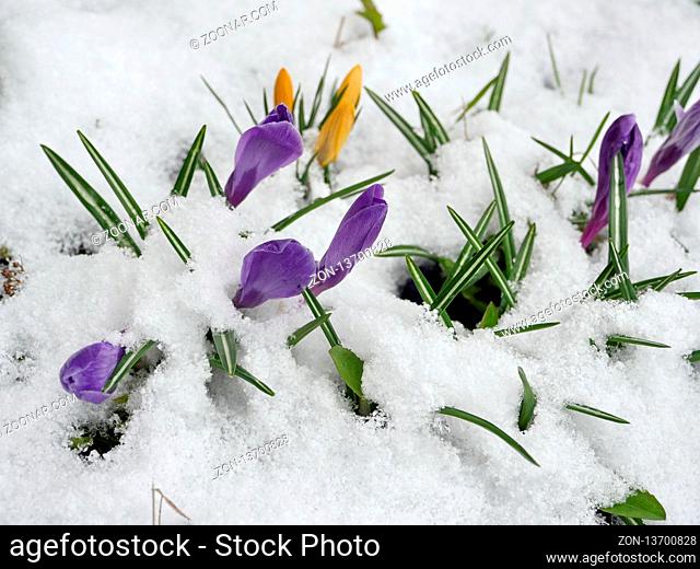 Crocus purple spring flowers under white snow
